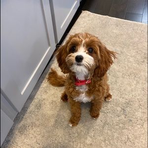 Meet your Posher, Sandra